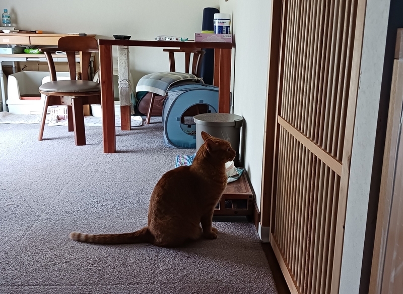 ドアの前の猫