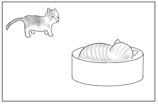 羨ましい猫