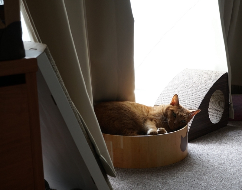 爪とぎの猫