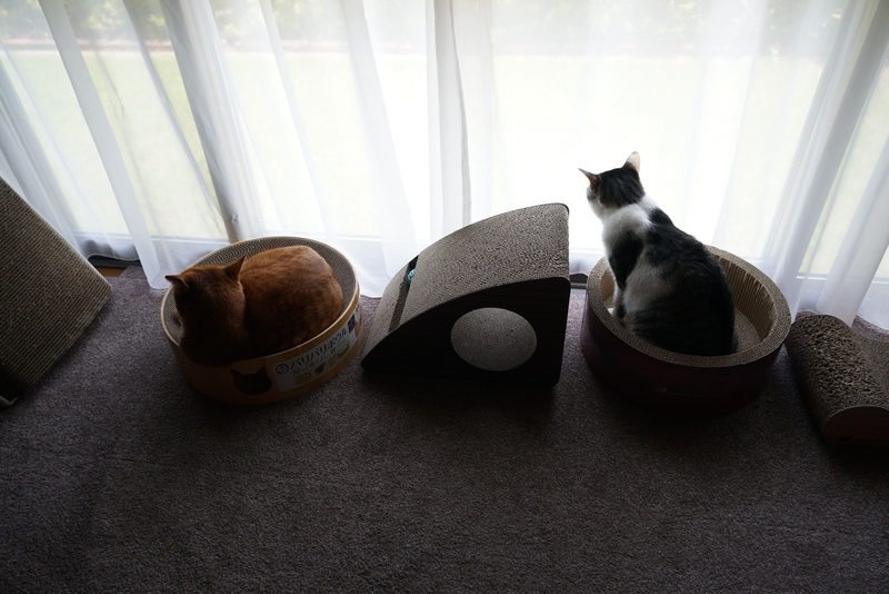 窓辺の猫たち