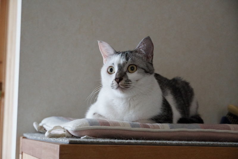 ボードの上の猫