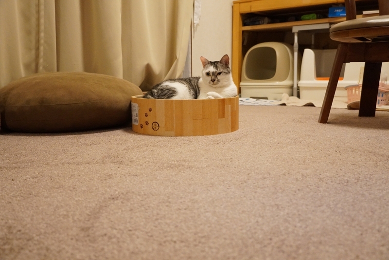 バリバリボウルに入った猫
