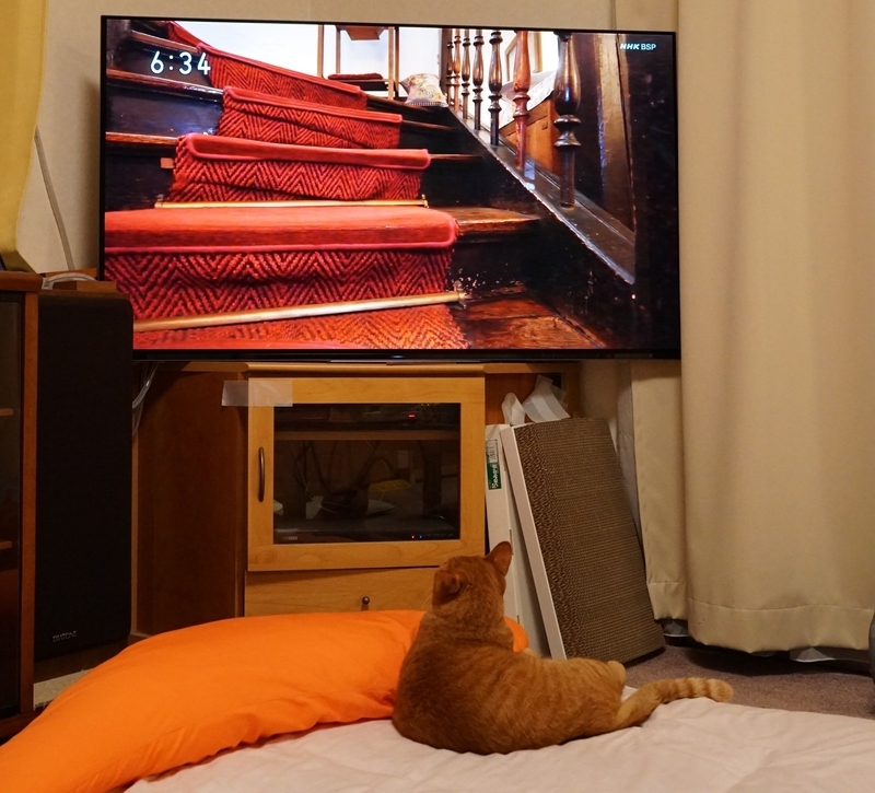 猫を凝視