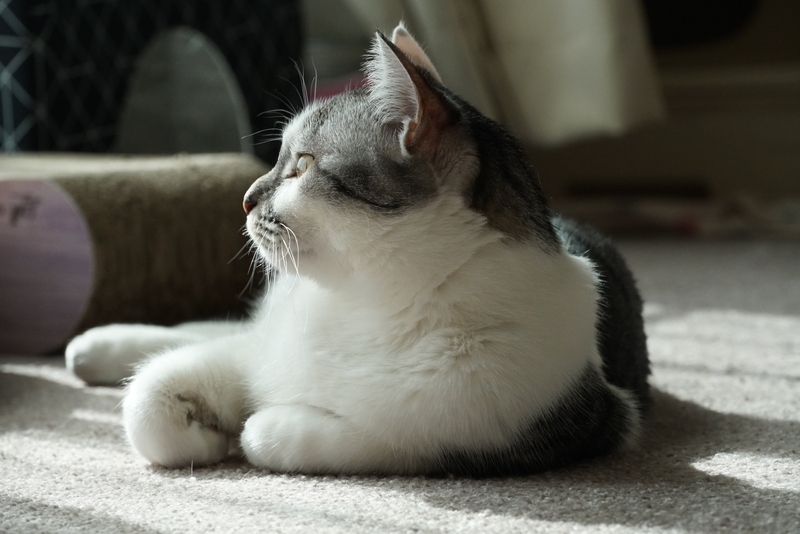 のんびりする猫