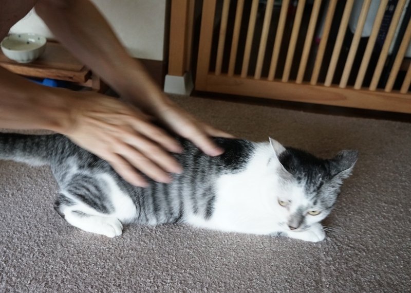 喜んでる猫