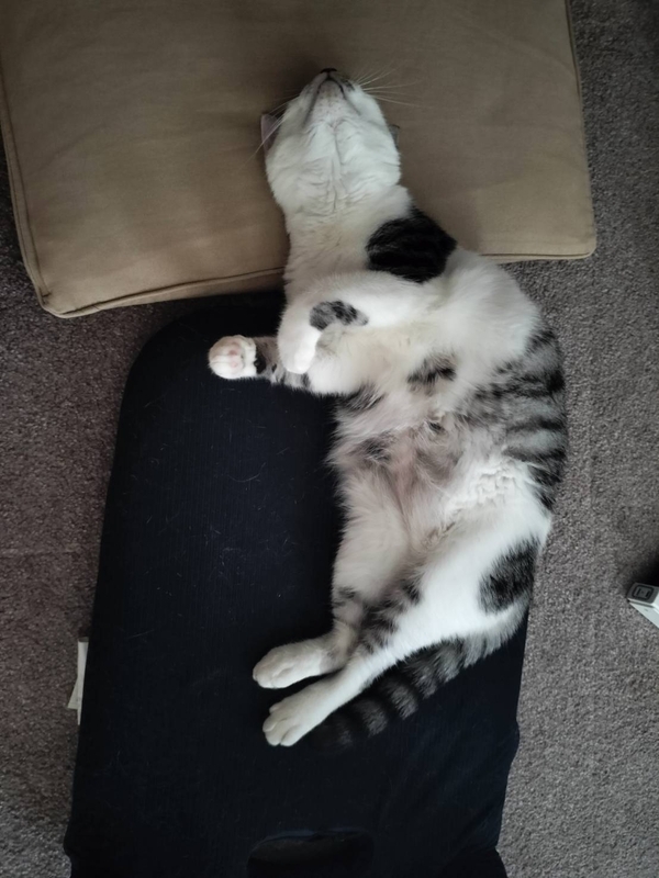 昼寝する猫