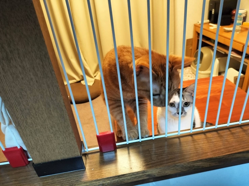 ごはん町