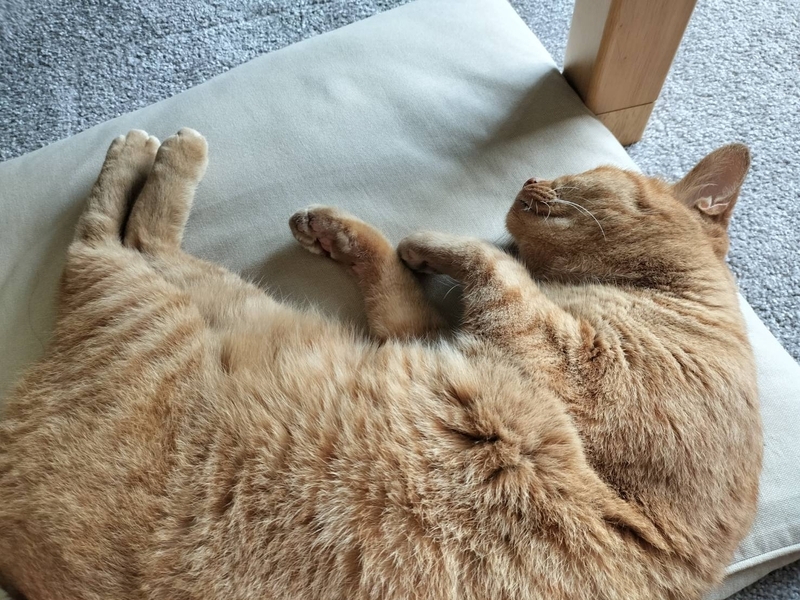 猫の昼寝