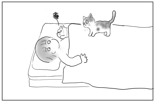 構って欲しい猫