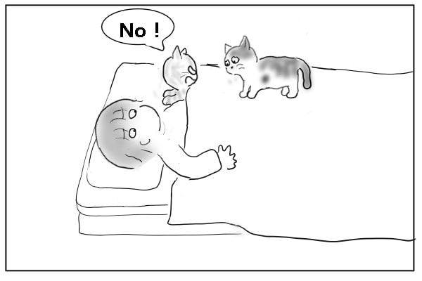 譲れない猫