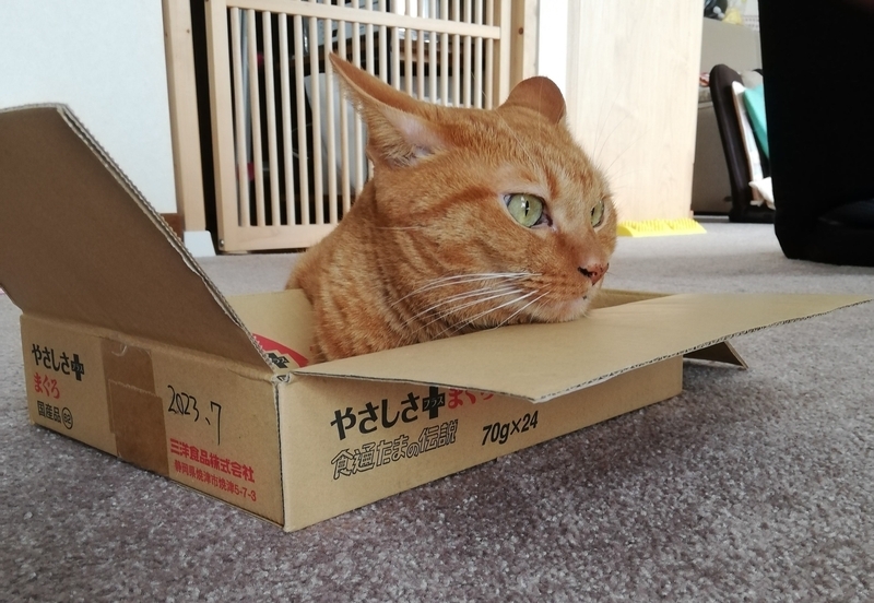 箱に入った猫