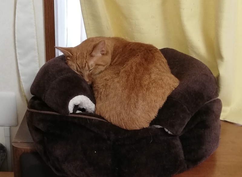 寝てる猫