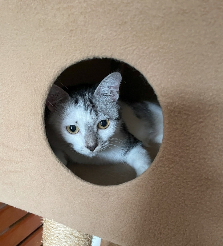 キャットタワーにて