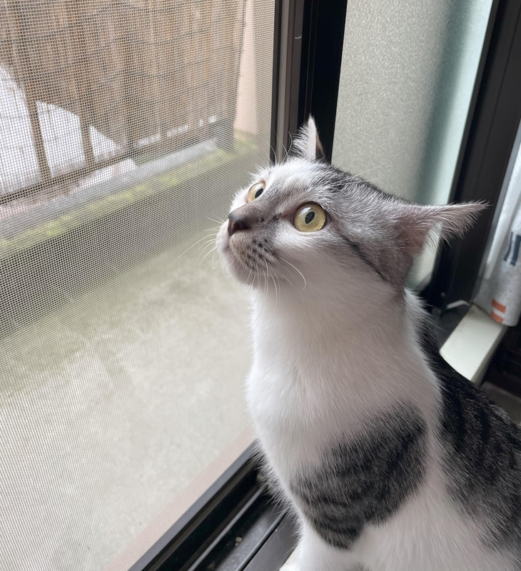 外を眺める