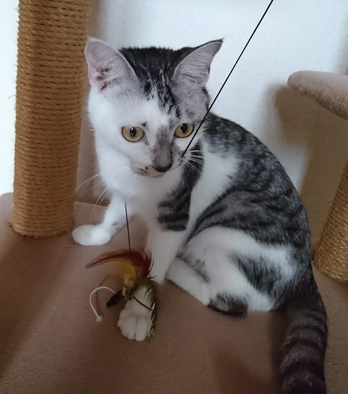 猫とオモチャ