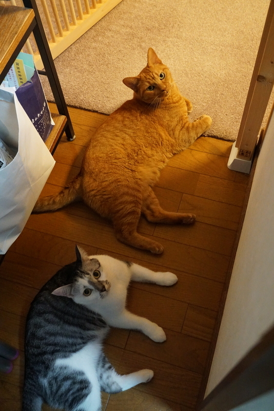 キッチンにて