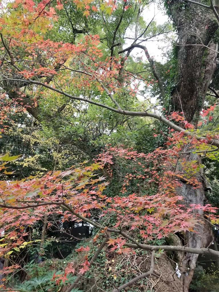 f:id:daidairi:20181220153038j:image