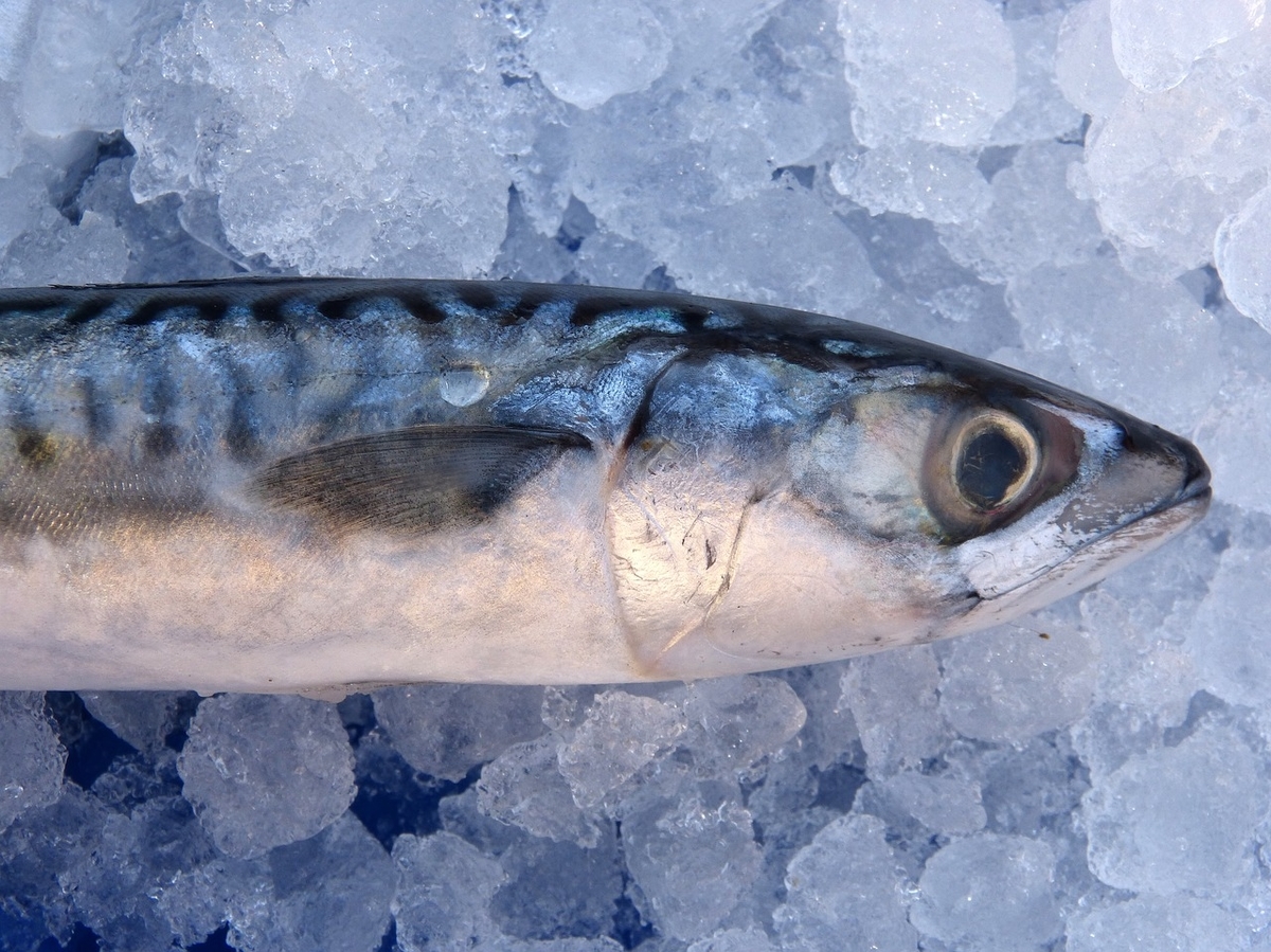 サバアレルギーは存在しない サバを食べて蕁麻疹が出る人必見 実はその症状はアニサキスによるもの 医者の卵 の日常 サバアレルギーは存在しない サバを食べて蕁麻疹が出る人必見 実はその症状はアニサキスによるもの 医者の卵 の日常