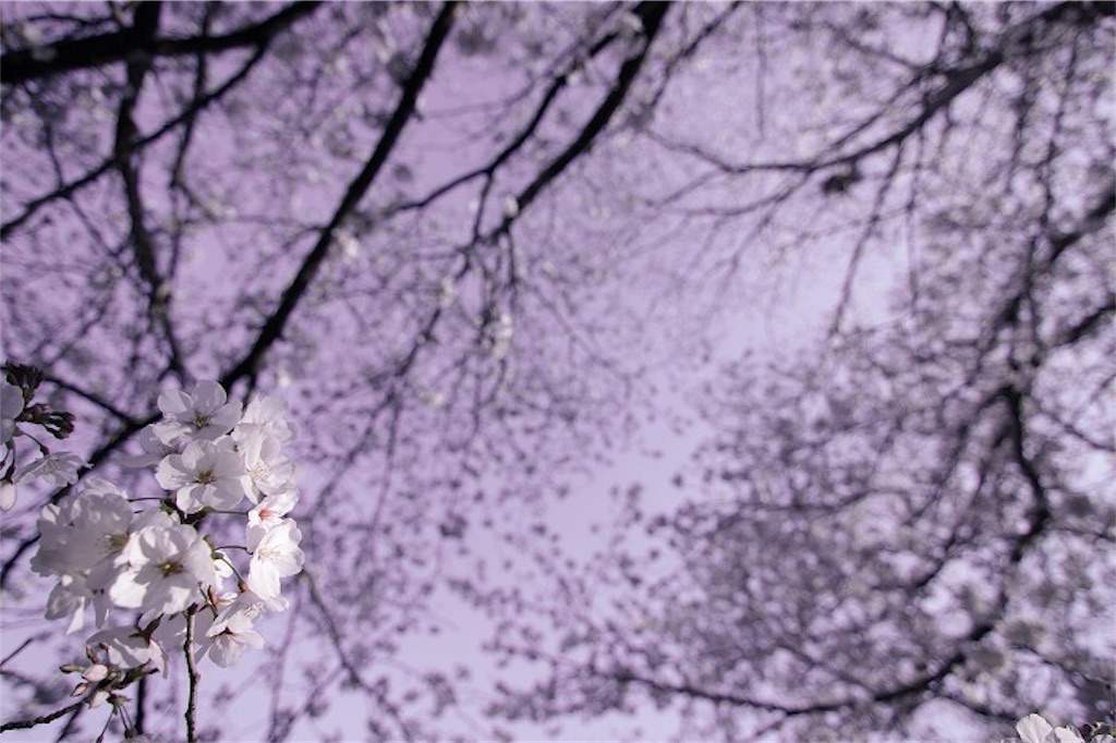 f:id:daieibrand:20190408205717j:image