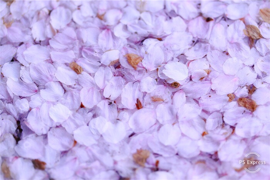 f:id:daieibrand:20190408205728j:image