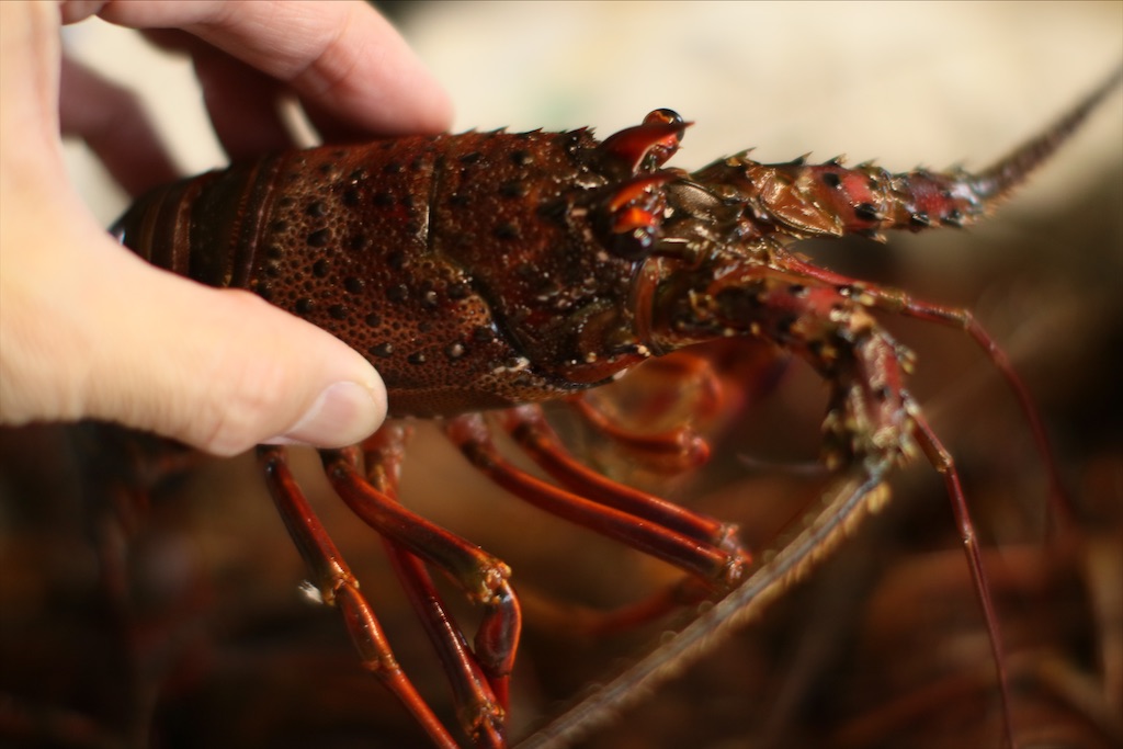 f:id:daieibrand:20201125194229j:image f:id:daieibrand:20201125194229j:image