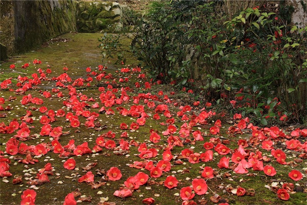 f:id:daieibrand:20220306122440j:image f:id:daieibrand:20220306122440j:image