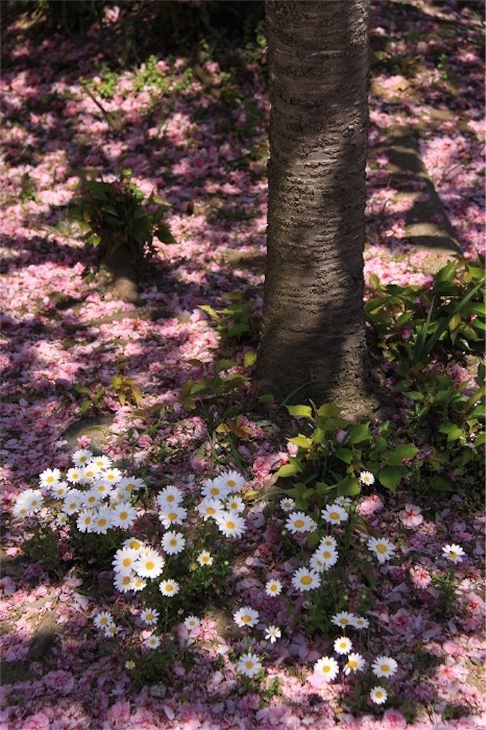 f:id:daieibrand:20220403110319j:image