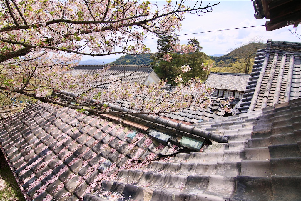 f:id:daieibrand:20240411185318j:image