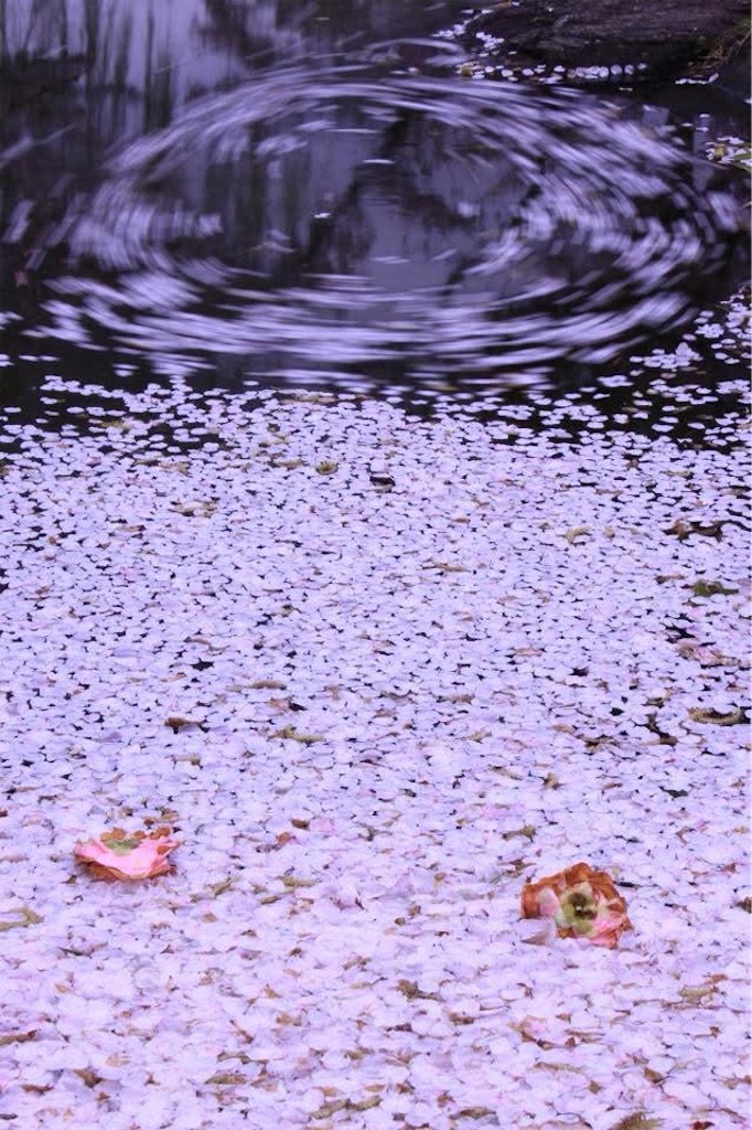f:id:daieibrand:20260412173233j:image