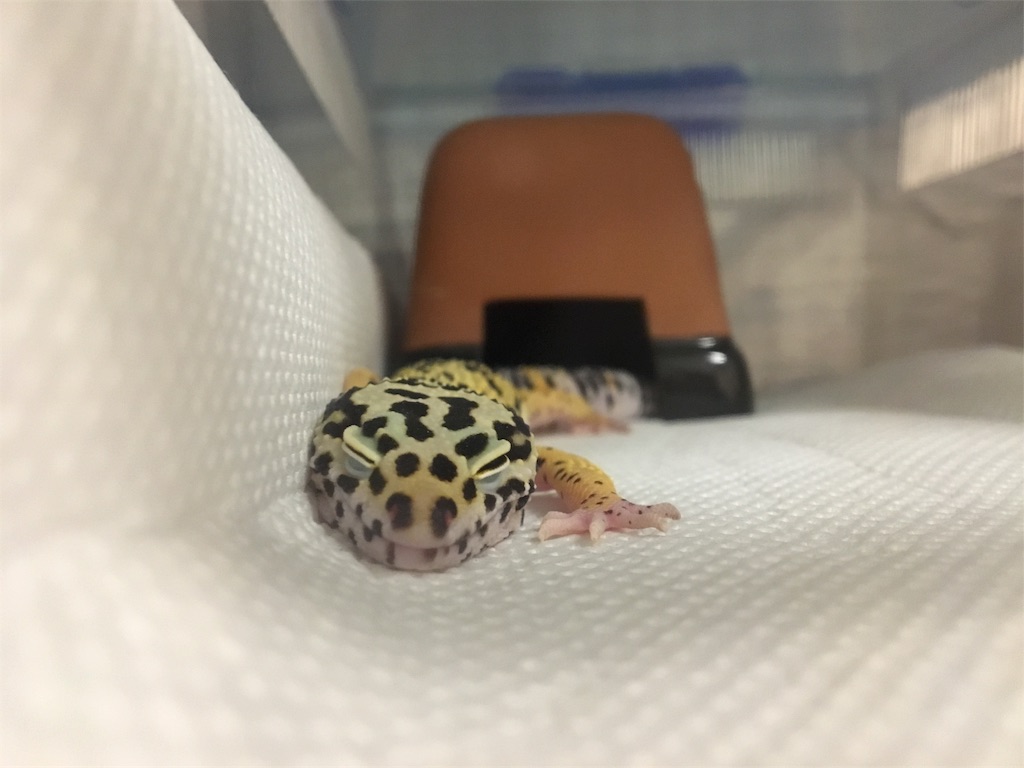もうすぐ 大阪レプタイルズフィーバー だいふくの飼育スペース もうすぐ 大阪レプタイルズフィーバー だいふくの飼育スペース