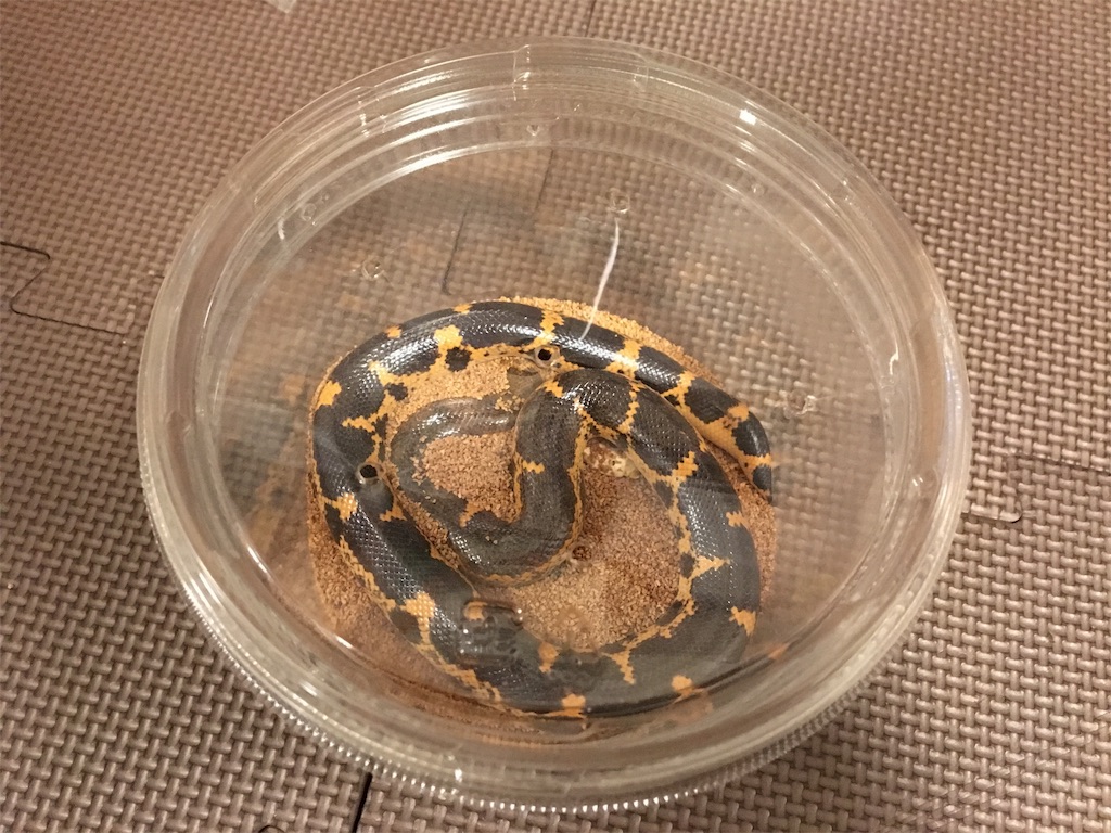 大阪レプタイルズフィーバー行ってきました だいふくの飼育スペース 大阪レプタイルズフィーバー行ってきました だいふくの飼育スペース