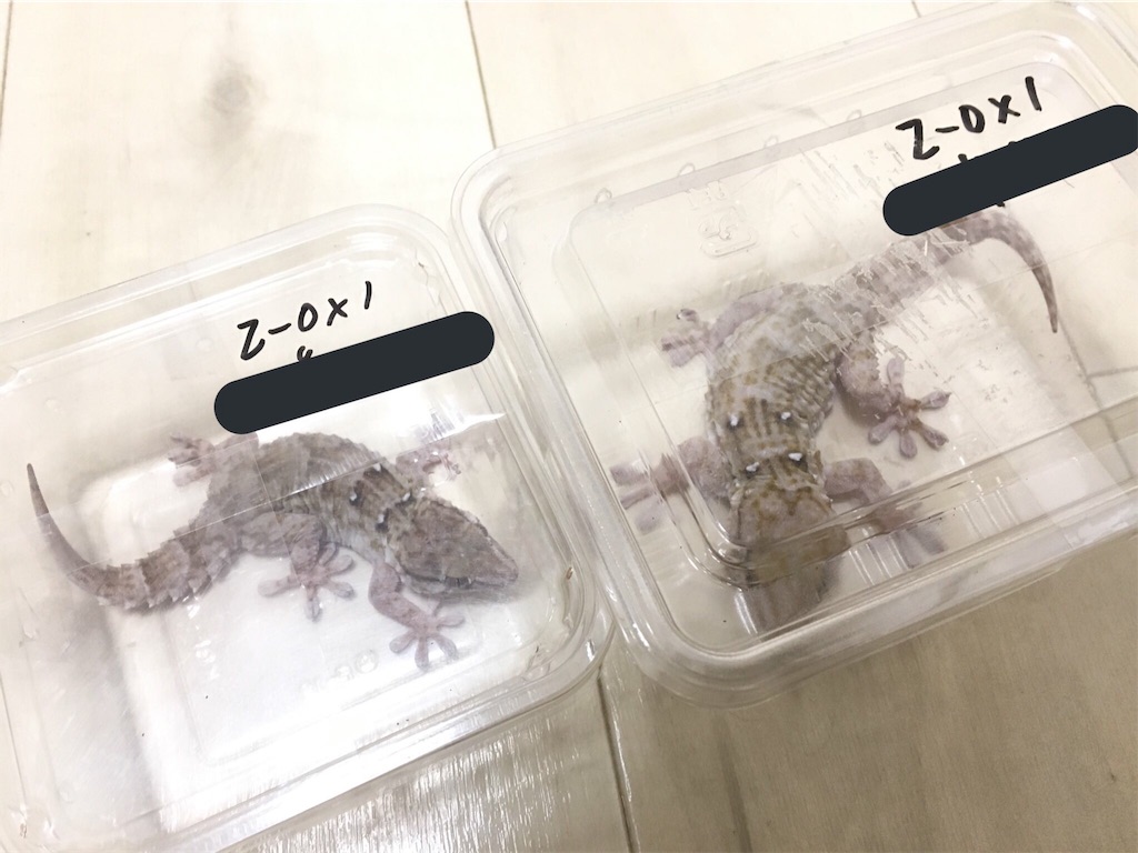 f:id:daifuku308:20190109120724j:image