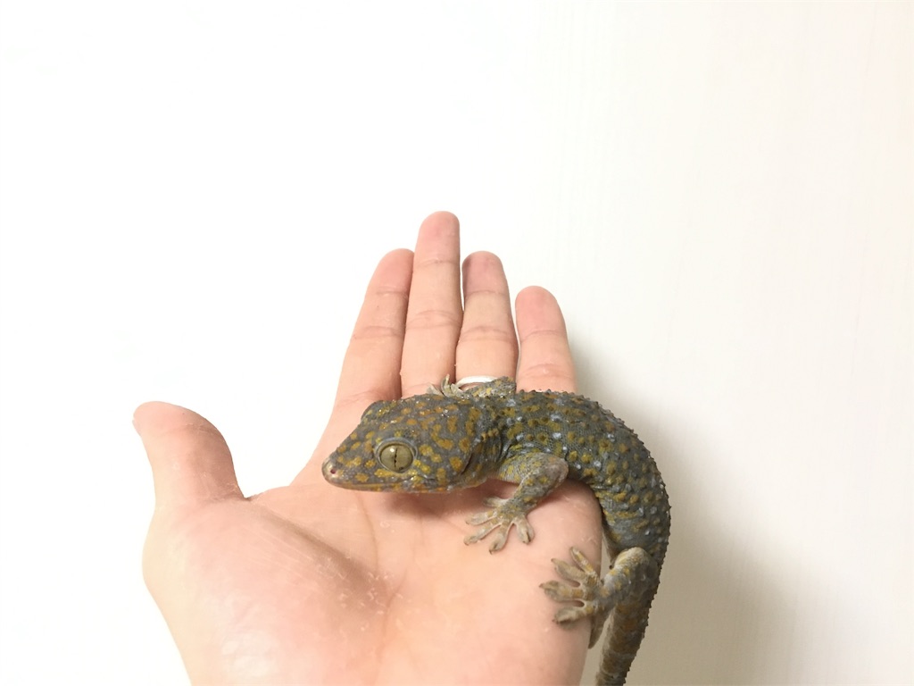 f:id:daifuku308:20190116170117j:image
