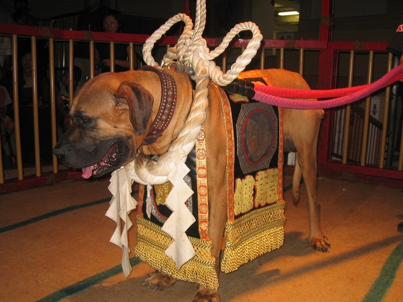 f:id:daifuku_chan:20190531165303j:plain