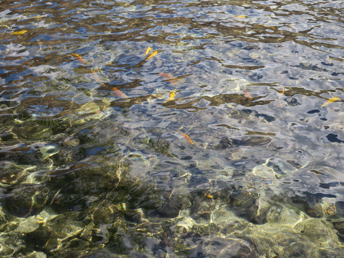 f:id:daifukupon:20191224112420j:plain f:id:daifukupon:20191224112420j:plain