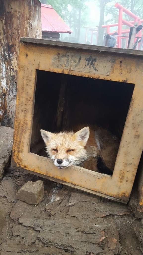 f:id:daigakukabuu:20170826010551j:plain