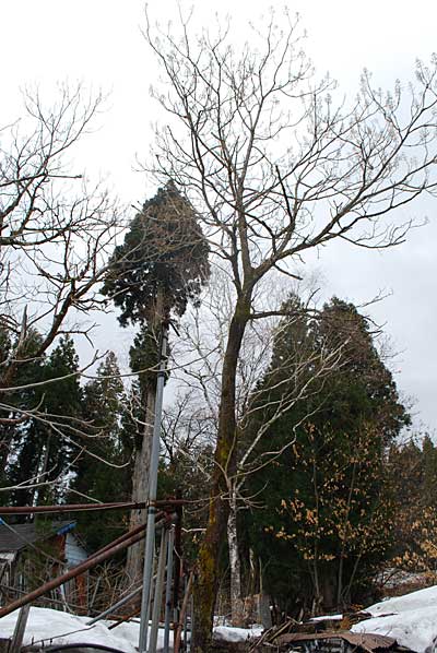 伐採木 桐 特殊伐採桐の木2本 - 大源太農園のブログ
