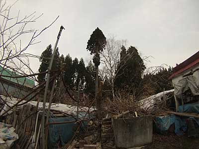 特殊伐採桐の木2本 - 大源太農園のブログ