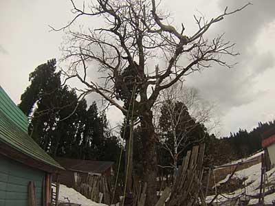 特殊伐採桐の木2本 - 大源太農園のブログ