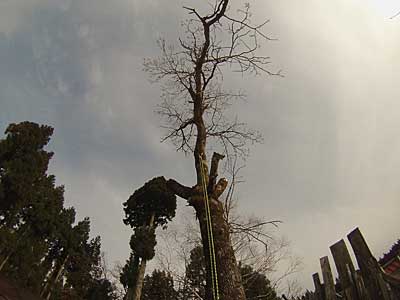 特殊伐採桐の木2本 - 大源太農園のブログ