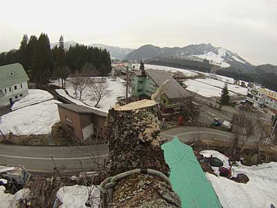 特殊伐採桐の木2本 - 大源太農園のブログ