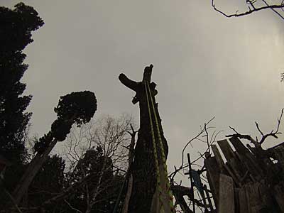 特殊伐採桐の木2本 - 大源太農園のブログ