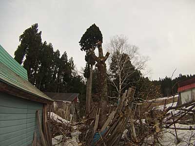 特殊伐採桐の木2本 - 大源太農園のブログ