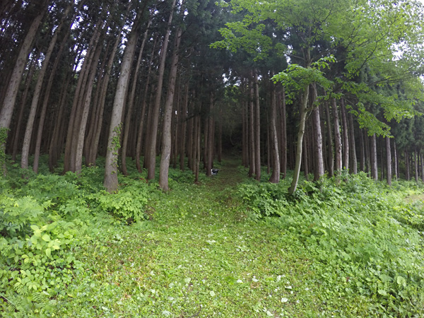 f:id:daigentanoen:20190616231436j:plain f:id:daigentanoen:20190616231436j:plain