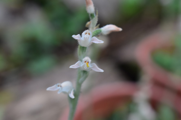 f:id:daigentanoen:20190817060651j:plain f:id:daigentanoen:20190817060651j:plain