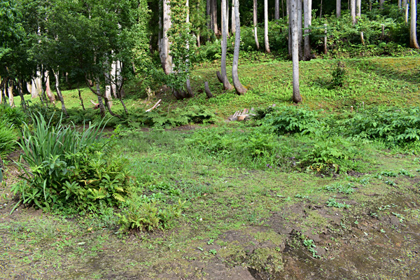 f:id:daigentanoen:20190817060739j:plain f:id:daigentanoen:20190817060739j:plain