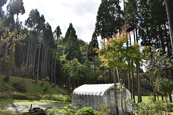 f:id:daigentanoen:20191023221934j:plain f:id:daigentanoen:20191023221934j:plain