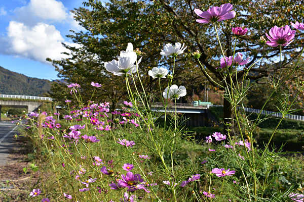 f:id:daigentanoen:20191023222037j:plain f:id:daigentanoen:20191023222037j:plain