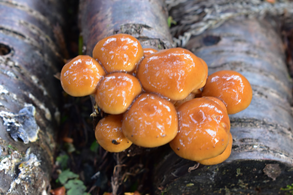 f:id:daigentanoen:20191023222148j:plain f:id:daigentanoen:20191023222148j:plain