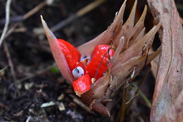 f:id:daigentanoen:20191024064458j:plain f:id:daigentanoen:20191024064458j:plain